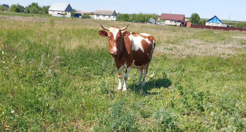 На границе Оренбуржья остановили незаконный вывоз скота