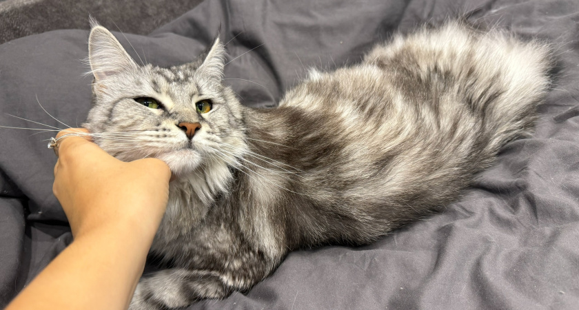 Какого человека кот будет считать своим хозяином и почему так происходит