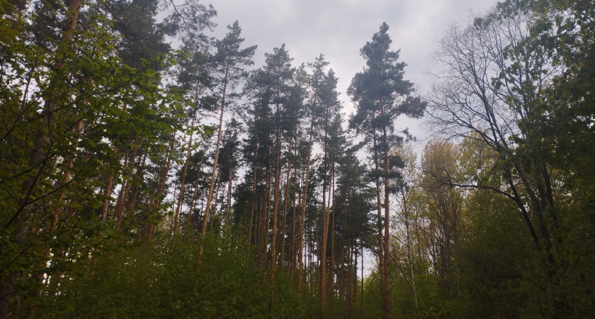 В Бузулукском бору создают лес лучших сосен