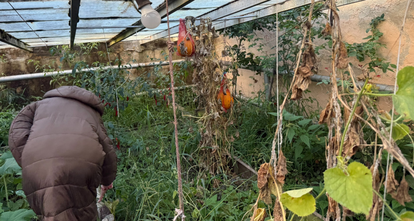 Прекрасные удобрения для почвы, их особенности и методика применения