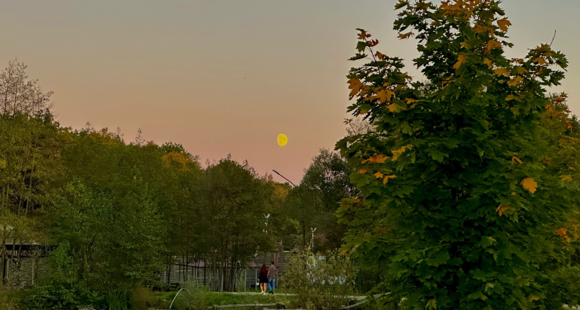 Около Бузулукского бора горела трава