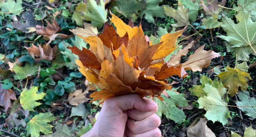 Методика сотворения удобрения из опавшей листвы