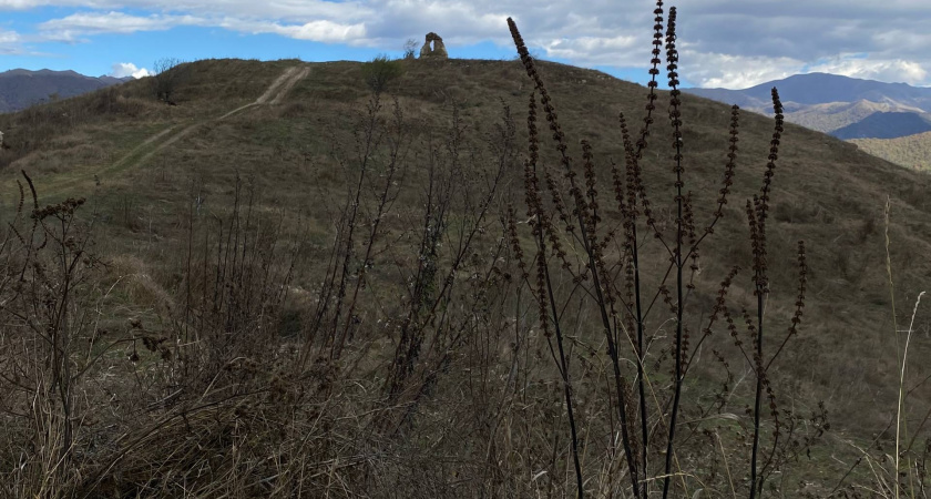 В Оренбуржье пресекли 34 случая незаконной вырубки деревьев