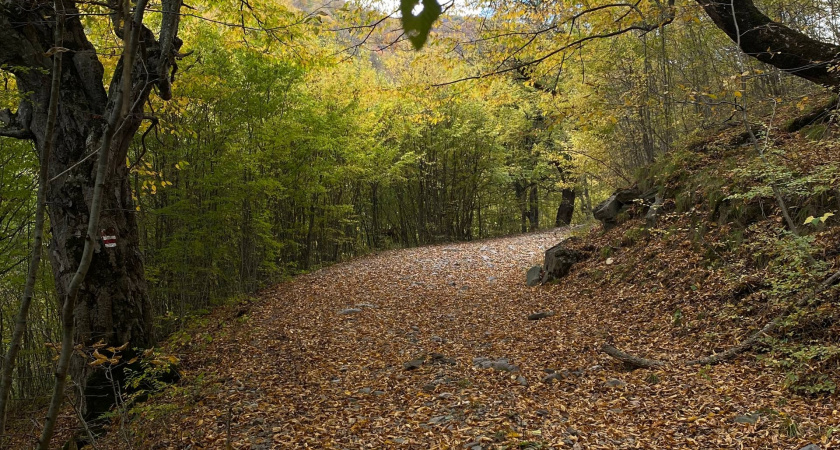 Пропавшую в Оренбурге бабушку нашли в лесополосе