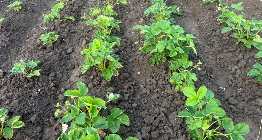 Мульчирования клубники перед началом зимы: утепление и питание в одной методике