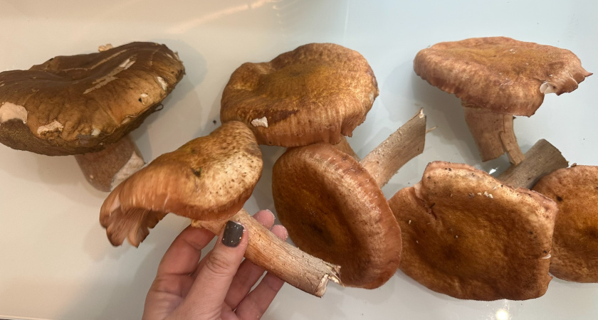 Грибной сезон в Оренбуржье набирает обороты