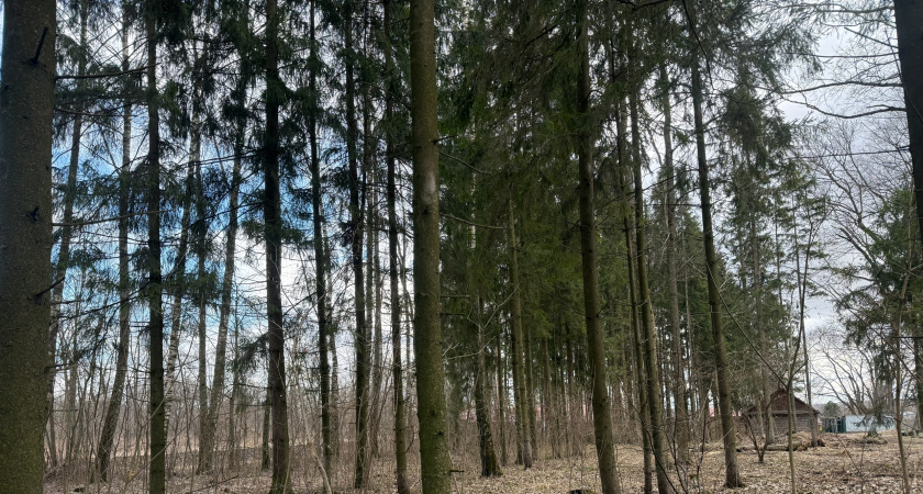 Китай массово вывозит из России сосновую хвои, стоимость которой достигает у них почти 3000 рублей за 100 грамм — и вот в чем причины