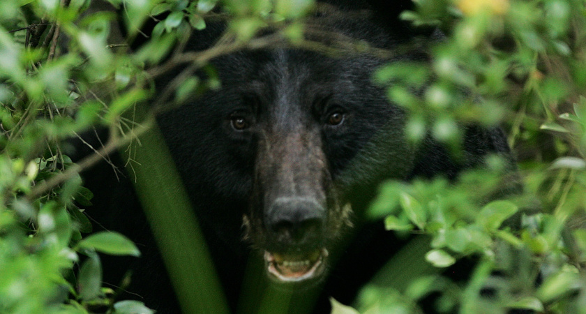 История о трех русских мужчинах, кормивших мясом 36 медведей в уральском лесу