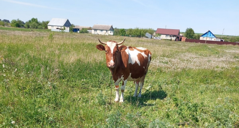 В Оренбургской области задержали скот при попытке нелегального вывоза