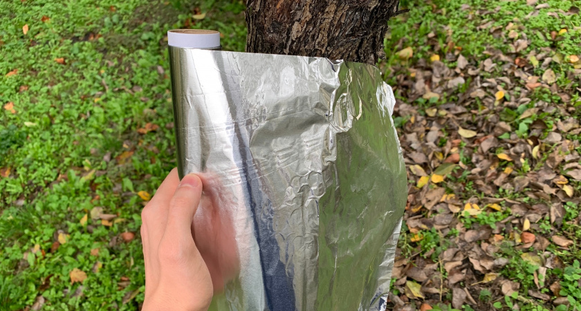 Обмотка деревьев фольгой для защиты их от вредителей — как работает необычная осенняя метода