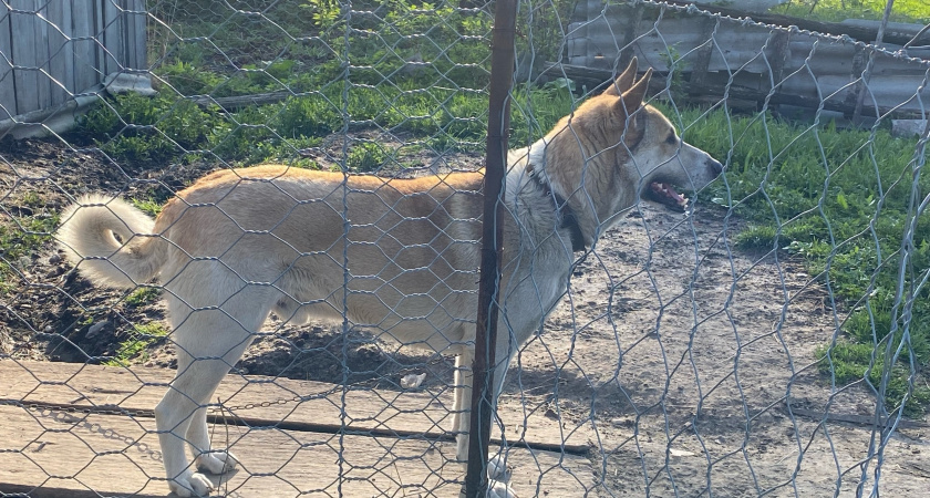 С начала года в Оренбуржье зарегистрировано более тысячи случаев нападений собак