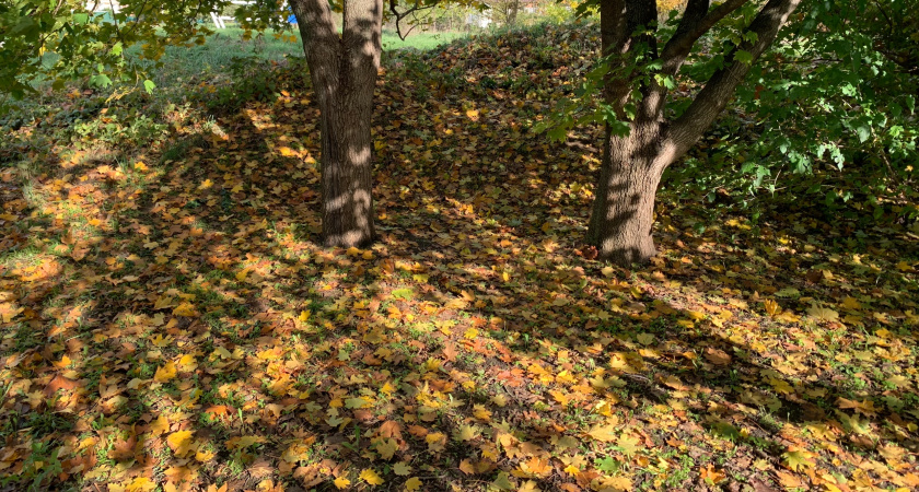 Лучшие инструменты для уборки осенней листвы: листопады теперь вообще не страшны 