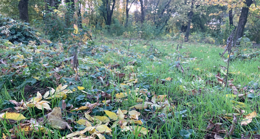 Княженика — редкая и на редкость дорогая ягода: вот почему столь высок ее ценник