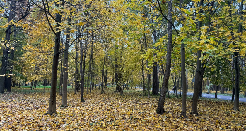 Бузулукский бор вошел в десятку самых популярных природных парков России
