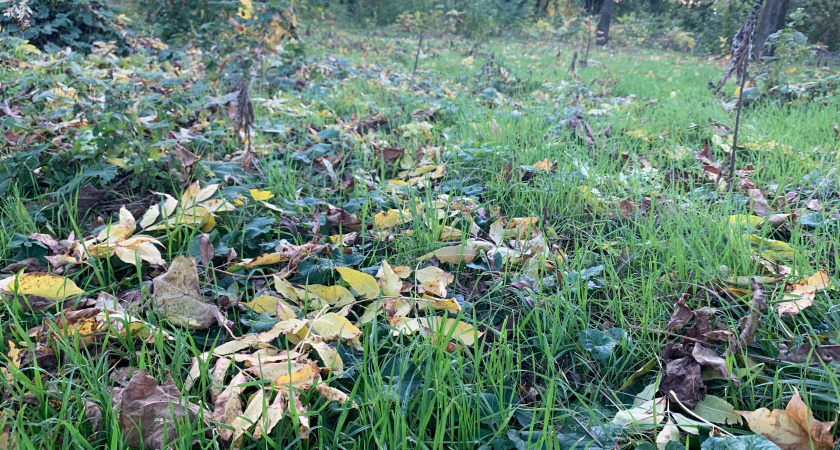 В восточных районах Оренбуржья объявлена высокая пожарная опасность
