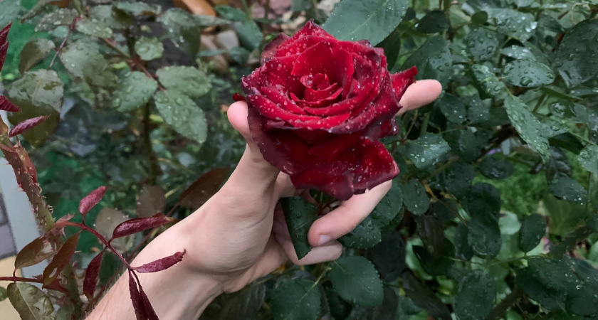 Какие цветы и другие растения не следует обрезать осенью и почему 