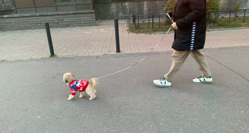 Соседский конфликт в Оренбурге из-за собаки закончился штрафом