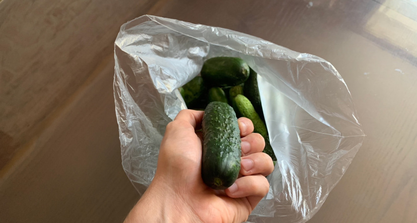 Озимые огурцы — Феникс и Ухажер F1, дающие урожаи до заморозков