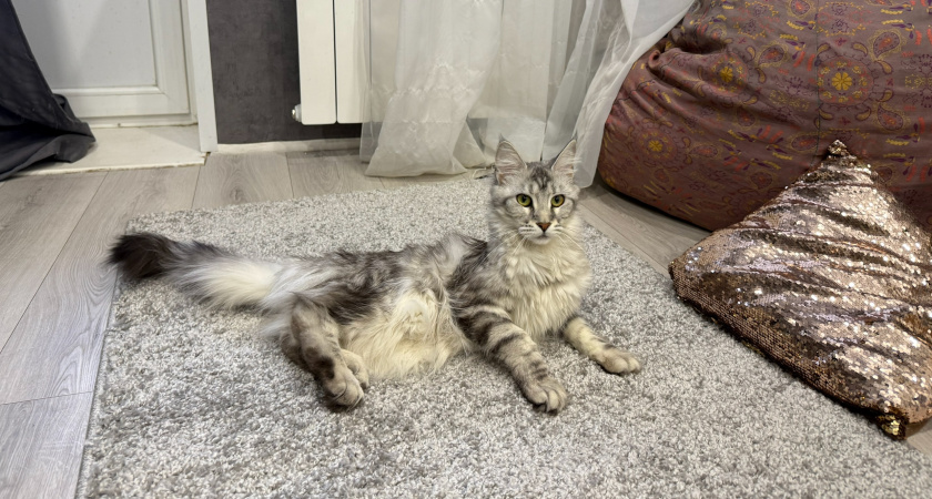 Чистые ковры своими руками: неожиданный способ избавиться от шерсти питомцев