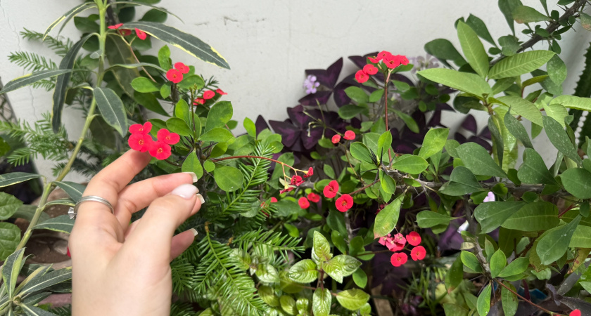 Красивые, но опасные — какие комнатные растения могут навредить здоровью