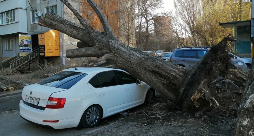 На машину упало дерево — Верховный суд разъяснил, кто и как должен платить