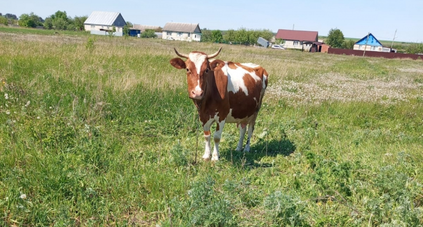 Суд в Ташлинском районе заставил женщину вернуть долг за коров