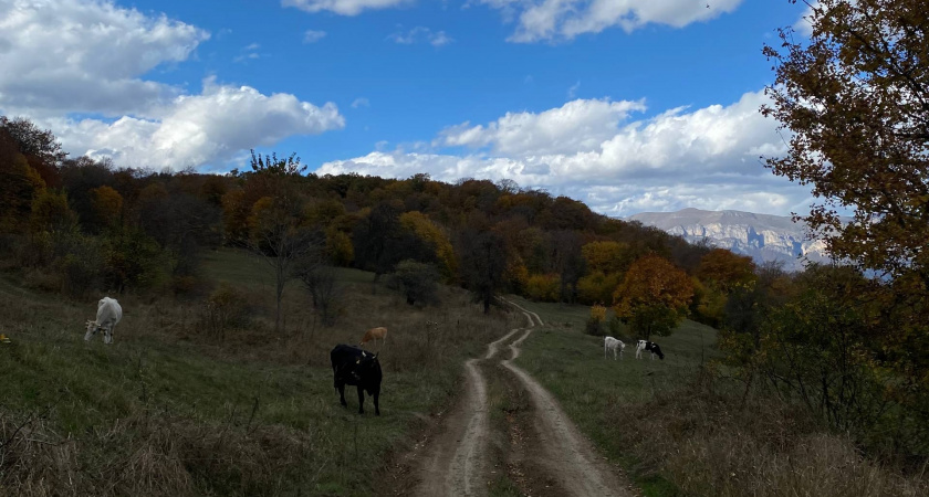Лошади Пржевальского из Оренбурга обживают новые просторы в Хакасии