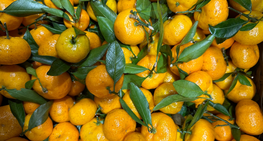 Сколько мандаринов из Абхазии можно привезти на Родину россиянам — правила вывоза в 2025 году