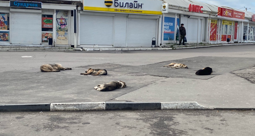 Стаи безнадзорных псов пугают жителей центра Оренбурга