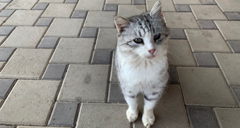 Помнит ли кот, которого подобрали на улице и оставили в доме, свою бездомную жизнь и понимает ли, что вы его спаситель