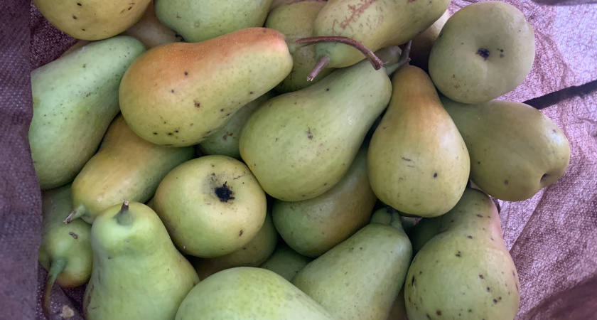 Осенняя обрезка груши — как правильно формировать крону для богатого урожая