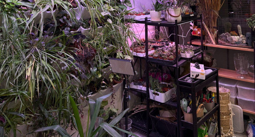 В Оренбургской области остановили опасные хризантемы с вредителем