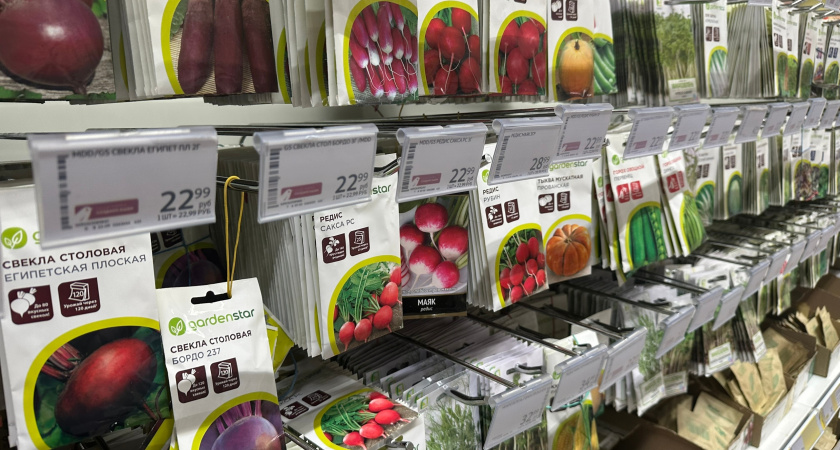 Что сажать в ноябре и какие семена стоит выбрать 