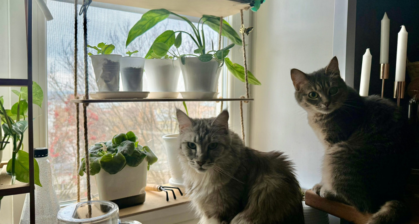 "Не травите этим кошек": в Роскачестве озвучили самые худшие бренды кормов для питомцев