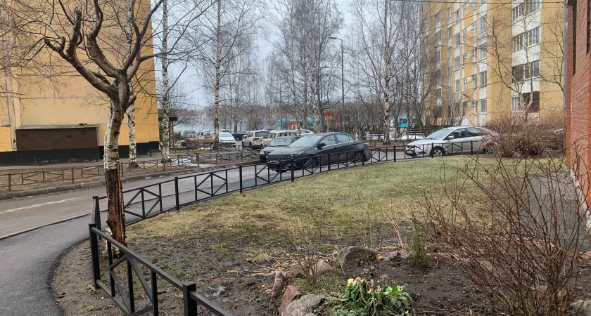 В Оренбурге возбудили уголовное дело из-за упавшего на девушку дерева 