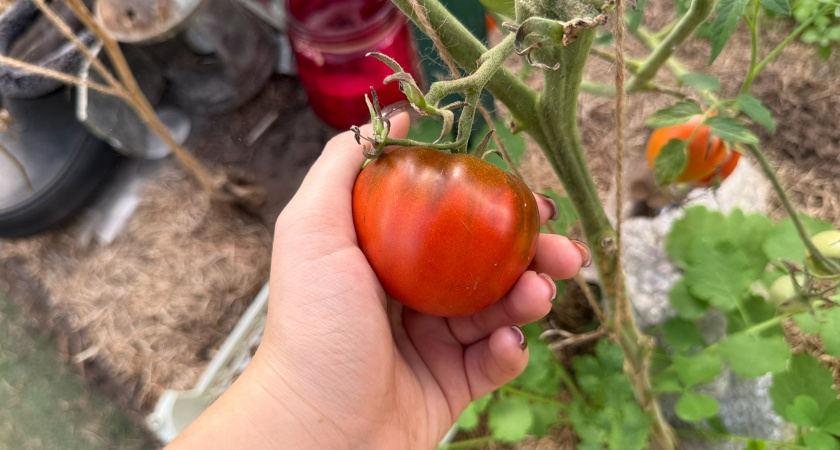 Вырастает выше метра: найден особо щедрый сорт томатов "Настенька" - вкусный сибиряк плодоносит в любую погоду