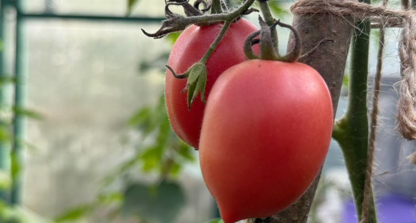 По 7 кг с куста: нашла шикарный сладкий сорт томата черри "Столичная штучка" — такие помидорчики сметают на рынке с лёту