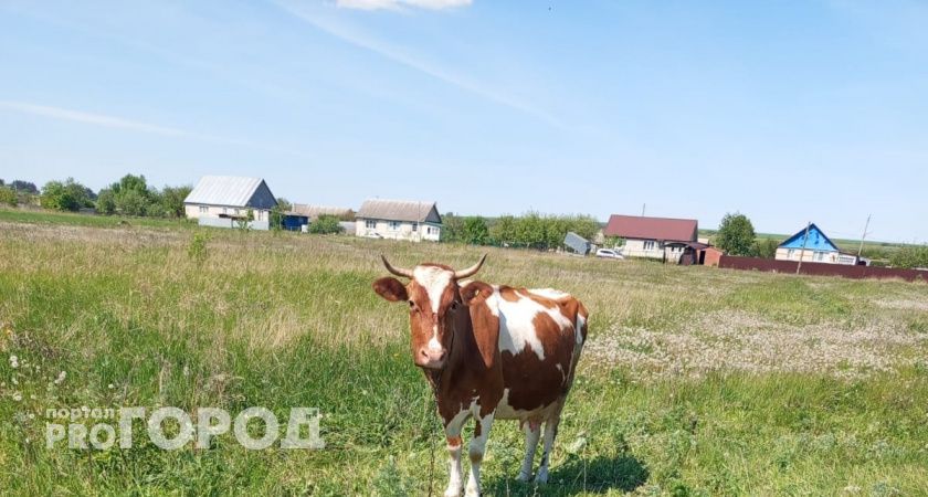 В Оренбургской области завершили заготовку кормов и увеличили надои молока