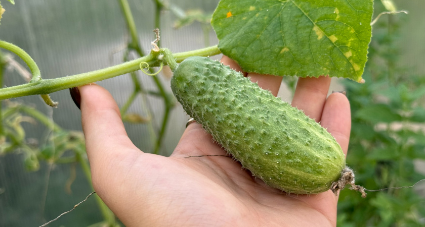 Вкусные зеленцы уже через 45 дней: в 2026-м обязательно сажаем "Сибирскую гирлянду" — по 400 огурчиков с одного кустика