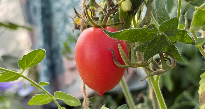 К покупке — в приоритет: сею сорт томата "Сызранская пипочка "— любимчик Сибири, не заболеет до холодов