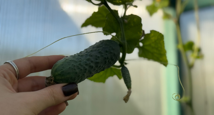 "Кураж F1" завалил огурцами: суперурожайный сорт для открытого грунта - идеально для новичков