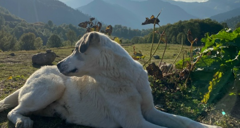 «Полная улица свободно бегающих собак»: жители частного сектора обеспокоены сомнительным соседством 