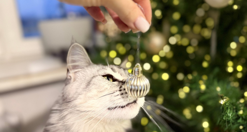 Что дарить на Новый 2026 год: идеи презентов до 1000 рублей — Огненная Лошадь прискачет галопом