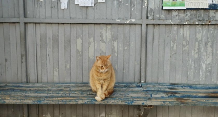 «Сколько можно издеваться над людьми»: как жителям улицы Марины Расковой приходится каждый день мерзнуть на остановке