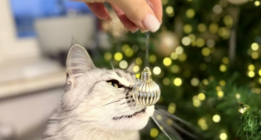 «Самая бесполезная вещь»: местная жительница поделилась своими мыслями по поводу праздничных салютов