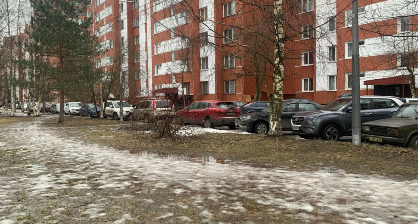 В Оренбуржье снова произошел случай с упавшим деревом на машину