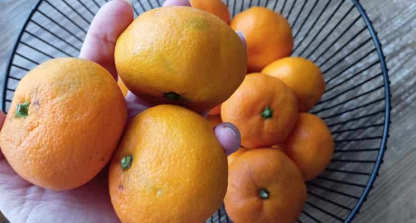 Выбираю самые вкусные мандарины на Новый год: Роскачество раскрыло секреты выбора сладких фруктов по кожуре — каких плодов избегать