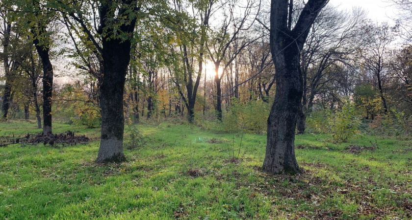 В Оренбургской области сотрудники лесничеств продолжают заготовку семян лесных растений