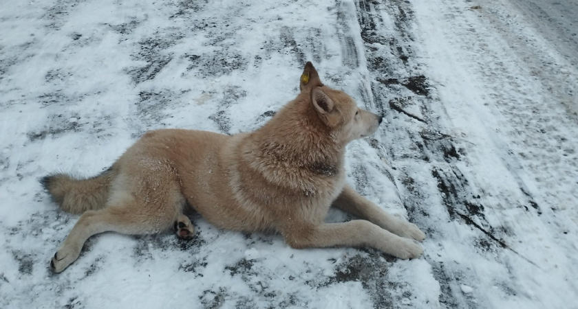 Мэрия Оренбурга до сих пор ждет того, кто возьмётся за отлов бродячих собак