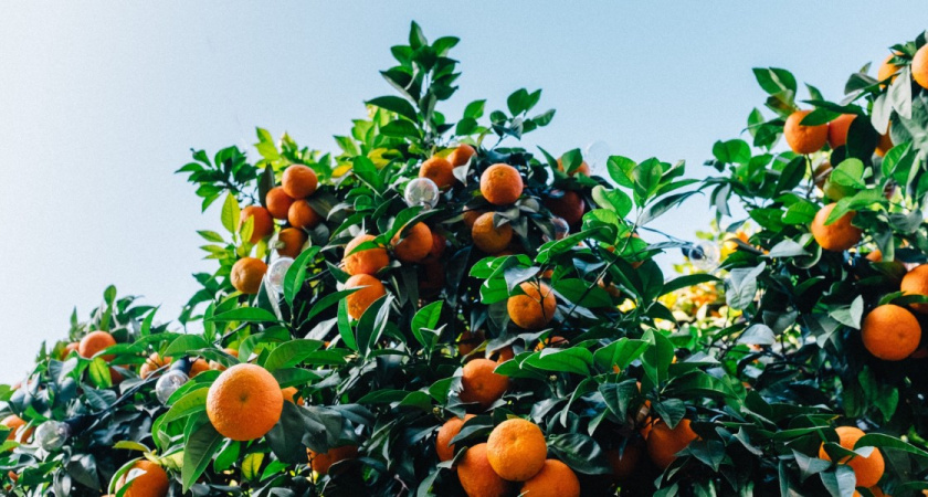 Почему абхазские мандарины не покоряют рынки — горькая правда цитрусового бизнеса